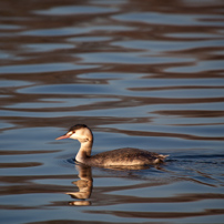 Henley-on-Thames - 15 January 2012