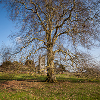 Ickworth House - 11 March 2012