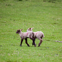 Berrington Hall - 06 April 2012