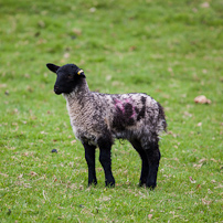 Berrington Hall - 06 April 2012