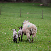 Berrington Hall - 06 April 2012