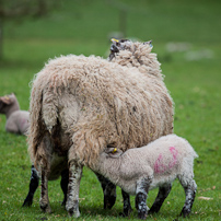 Berrington Hall - 06 April 2012