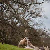 Berrington Hall - 06 April 2012