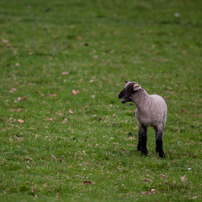 Berrington Hall - 06 April 2012