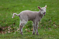 Berrington Hall - 06 April 2012