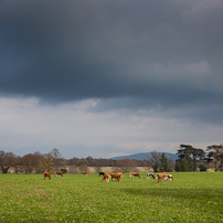 Attingham Park - 07 April 2012