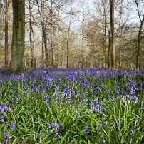 Greys Court - 14 April 2012