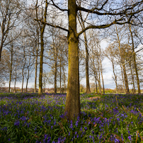 Greys Court - 14 April 2012