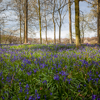 Greys Court - 14 April 2012