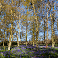 Greys Court - 15 April 2012