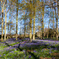 Greys Court - 15 April 2012