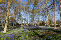 Greys Court - 15 April 2012