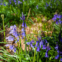 Greys Court - 15 April 2012