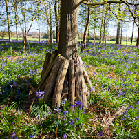 Greys Court - 15 April 2012