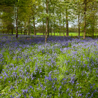 Henley-on-Thames - 13 May 2012