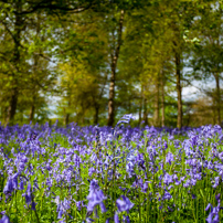 Henley-on-Thames - 13 May 2012