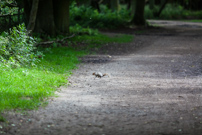 Leighton Buzzard - 11 August 2012