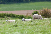 Leighton Buzzard - 11 August 2012