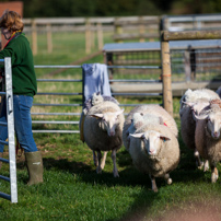 Odd's Farm - 06 October 2012