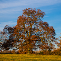 Sherborne St John - 18 November 2012