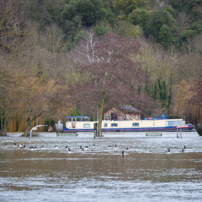 Henley-on-Thames - 26 December 2012