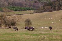 Hambleden - 30 December 2012