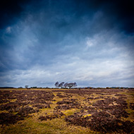 newforest