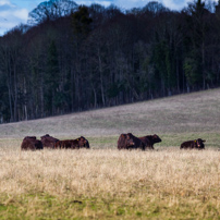 Henley-on-Thames - 02 February 2013