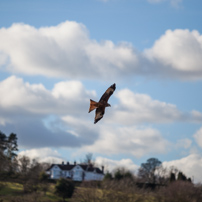 Henley-on-Thames - 02 February 2013