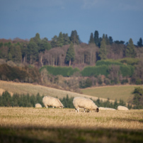 Henley-on-Thames - 02 February 2013