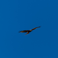 Henley-on-Thames - 02 February 2013