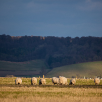 Henley-on-Thames - 02 February 2013