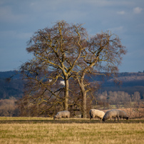 Henley-on-Thames - 02 February 2013