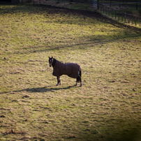 Henley-on-Thames - 02 February 2013