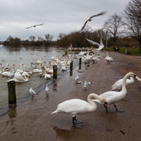 Marlow - 03 February 2013