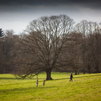 Basildon - 16 February 2013 / Typical english tree