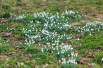 Basildon - 16 February 2013 / The smell of Spring in the countryside