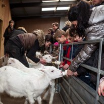 Wooburn Green - 03 March 2013 / Oscar feeding a sheep with some milk