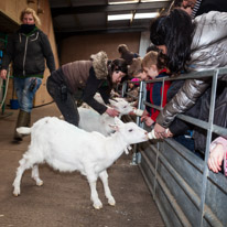 Wooburn Green - 03 March 2013 / Oscar feeding a sheep with some milk