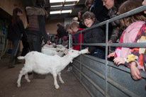 Wooburn Green - 03 March 2013 / Oscar feeding a sheep with some milk