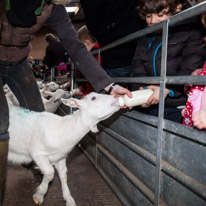 Wooburn Green - 03 March 2013 / Oscar feeding a sheep with some milk