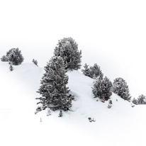 La Plagne - 11-17 March 2013 / Trees under some fresh snow...