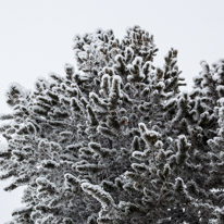 La Plagne - 11-17 March 2013 / Trees under some fresh snow...