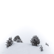 La Plagne - 11-17 March 2013 / Trees under some fresh snow...