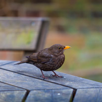 Cliveden - 31 March 2013 / And finally a little bird...