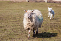 Wellington Park - 01 April 2013 / Lamb in a field