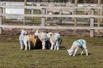 Wellington Park - 01 April 2013 / Lamb in a field