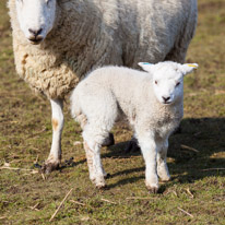 Wellington Park - 01 April 2013 / Lamb in a field