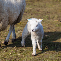 Wellington Park - 01 April 2013 / Lamb in a field