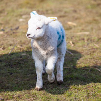 Wellington Park - 01 April 2013 / Lamb in a field